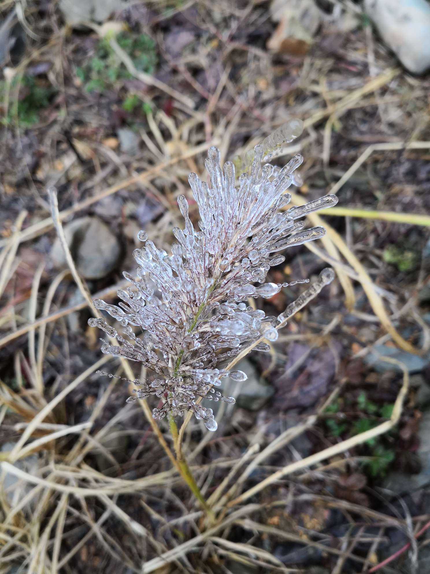 下雪了# 沒有雪,但是漫山遍野的冰晶,冰花,冰凌的.