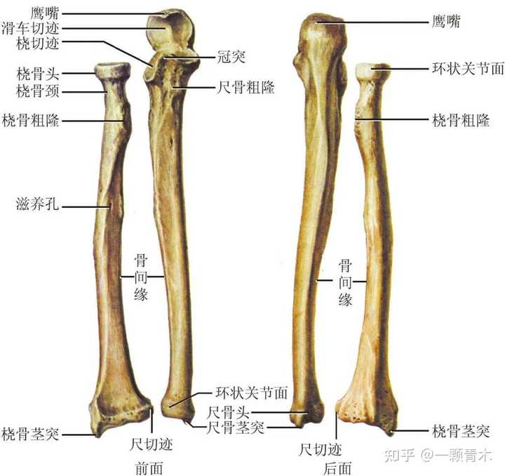 为什么人类没有发展出攻击性的器官 知乎