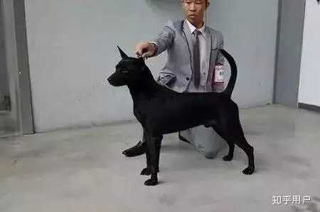 怎么看中华田园犬的新名字 中国唐犬 知乎