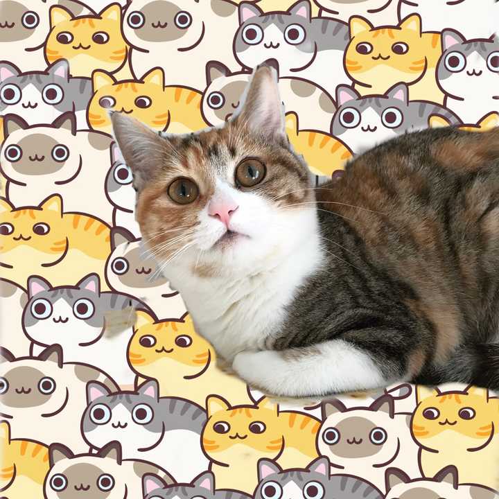 为什么大家不养中国小花猫?