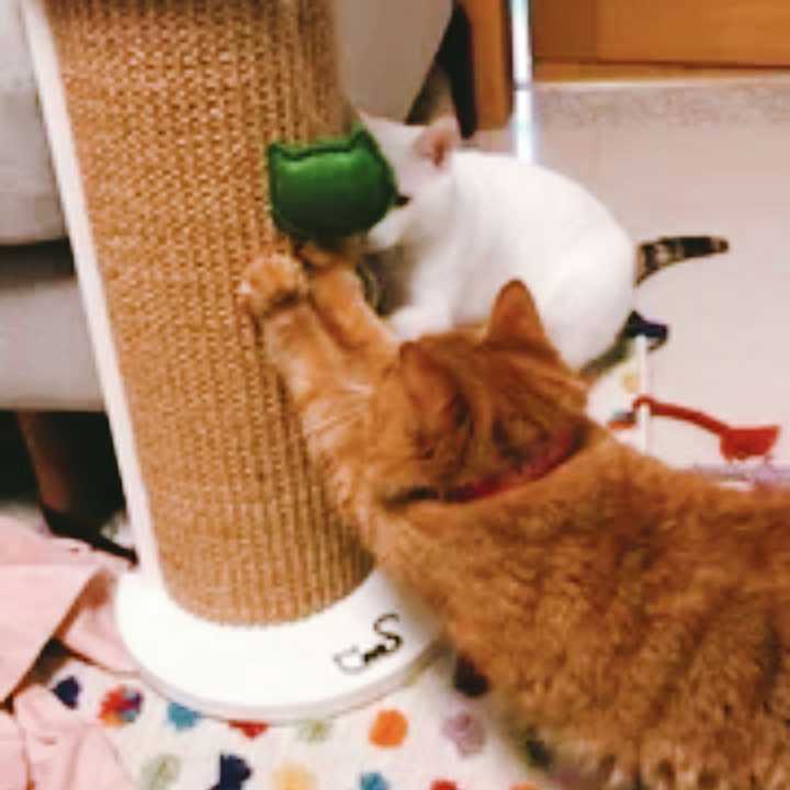 如何解决猫咪抓家具的问题 知乎
