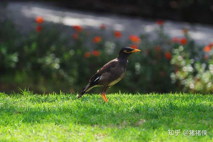 如何评价佳能EF-S 55-250mm f/4-5.6 IS STM?使用体验如何? - 知乎 如何评价佳能EF-S 55-250mm f/4-5.6 IS STM?使用体验如何? - 知乎