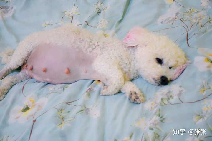 比熊怎么挑选,想要一只母狗狗?