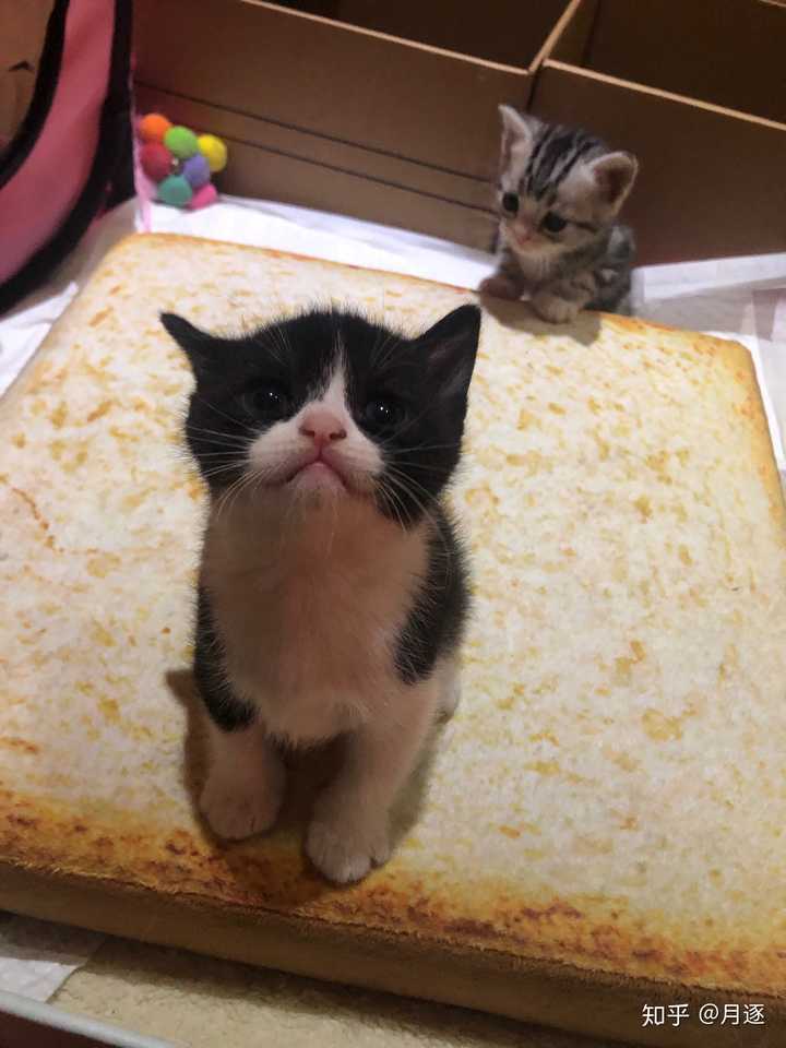 请问美短有这样的黑白颜色吗 ?