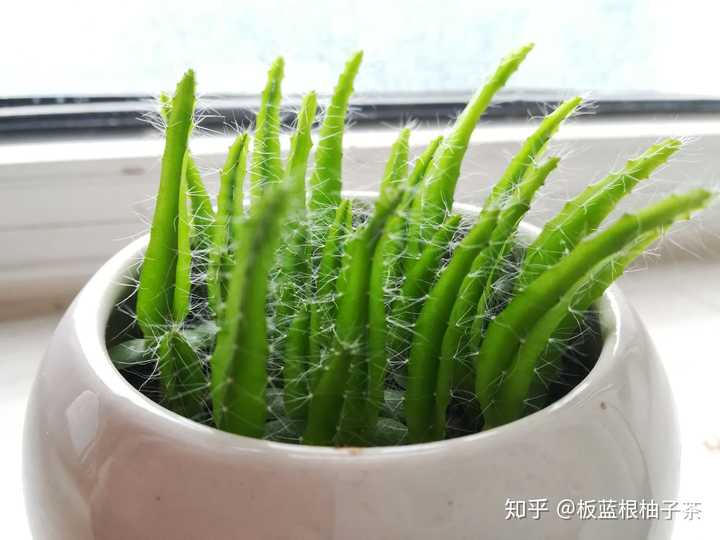 有哪些漂亮又好养的植物 知乎 有哪些漂亮又好养的植物 知乎