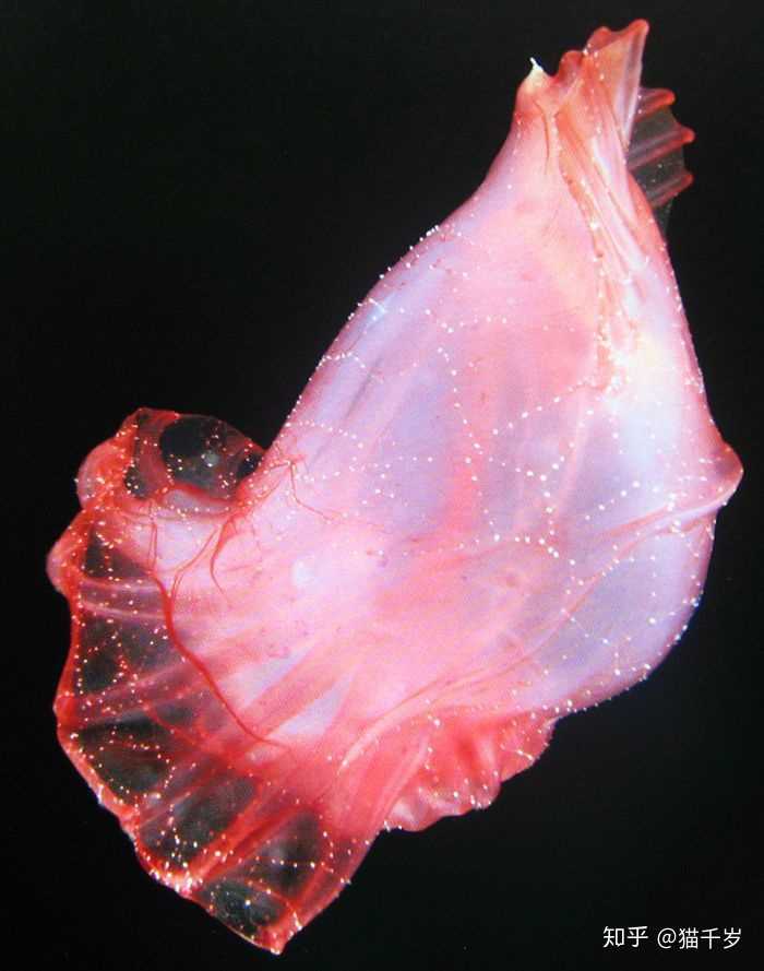 有哪些全身透明的动物?它们为什么是透明的? - 知乎