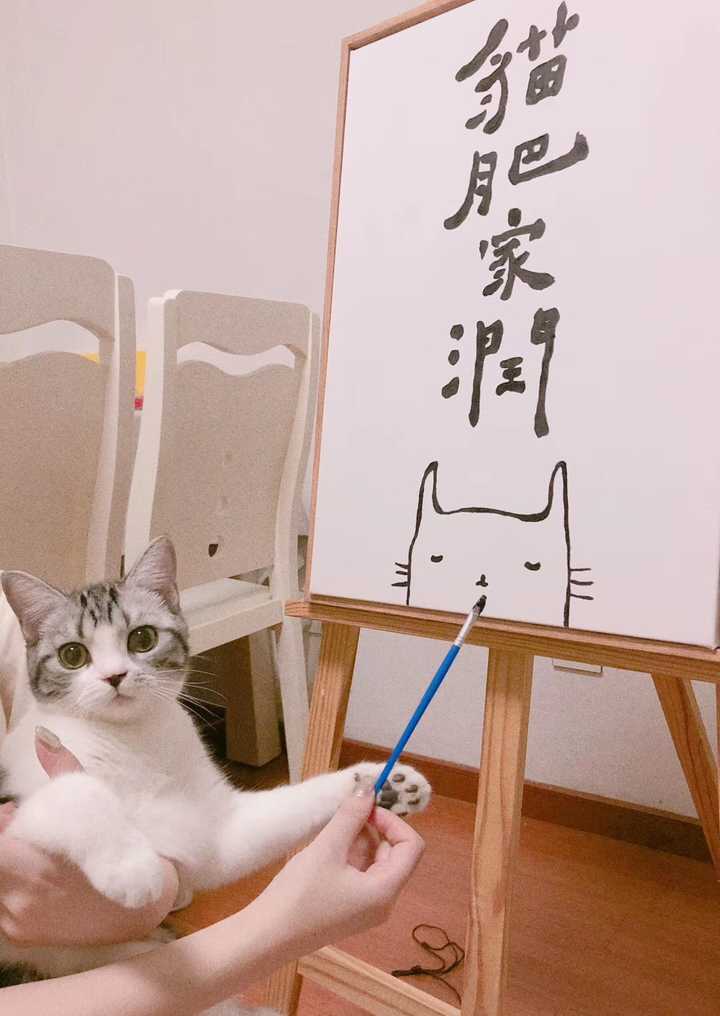 养猫要做好什么准备 包括哪些心理准备 知乎 养猫要做好什么准备 包括哪些心理准备 知乎