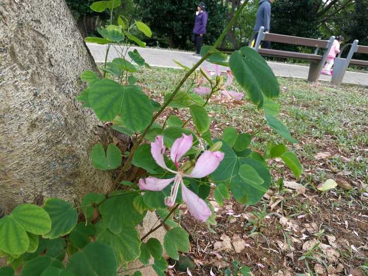 羊蹄甲bauhinia linn.