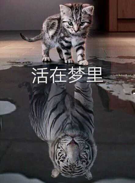 怕不是活在梦里?