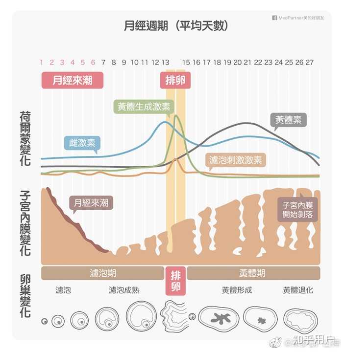 一般经期的第几天可以开始运动? - 知乎