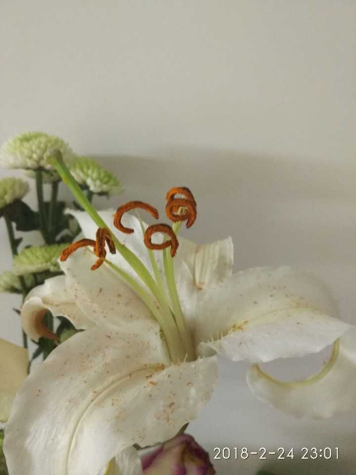 沾上了百合花粉并且愚蠢的用水洗了 请问有彻底把花粉染色洗掉的方法吗 知乎 沾上了百合花粉并且愚蠢的用水洗了 请问有彻底把花粉染色洗掉的方法吗 知乎