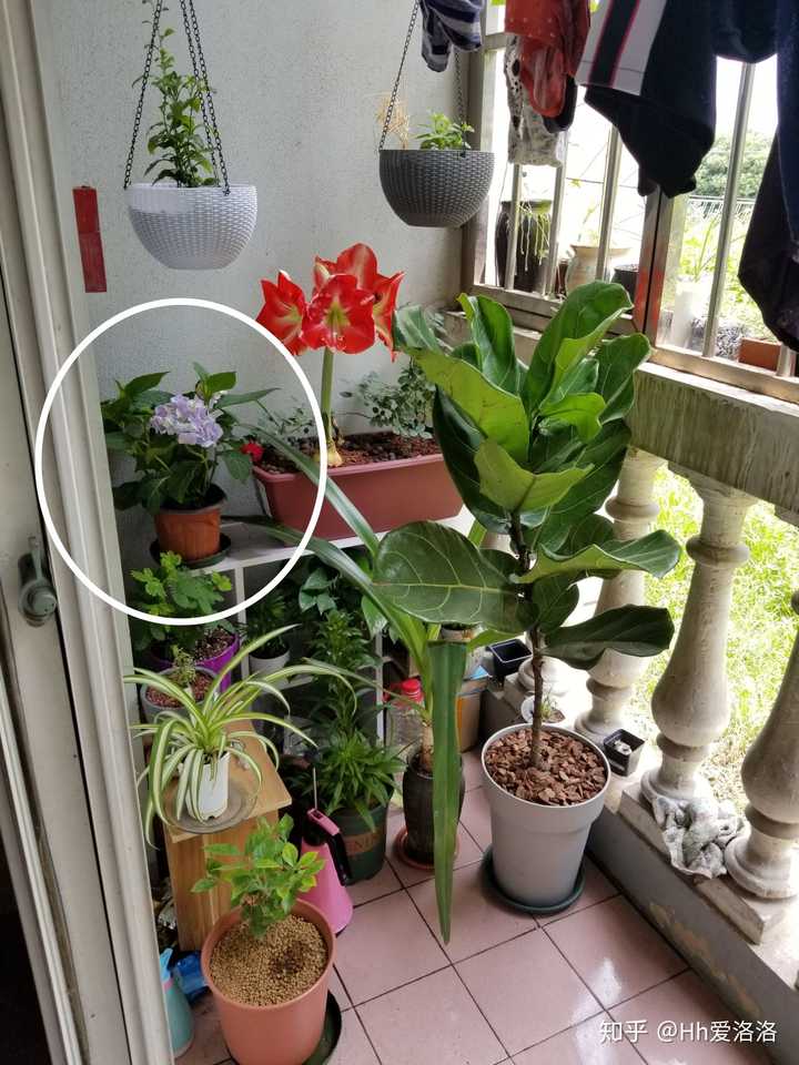 阳台和室内养花 求推荐些貌美的花花草草好嘛 知乎