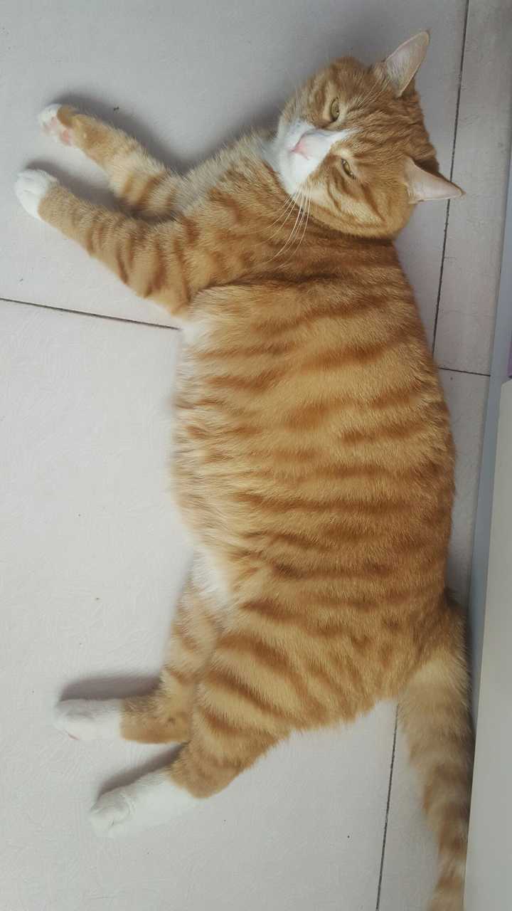 中华狸花猫跟名贵的宠物猫差别在哪?