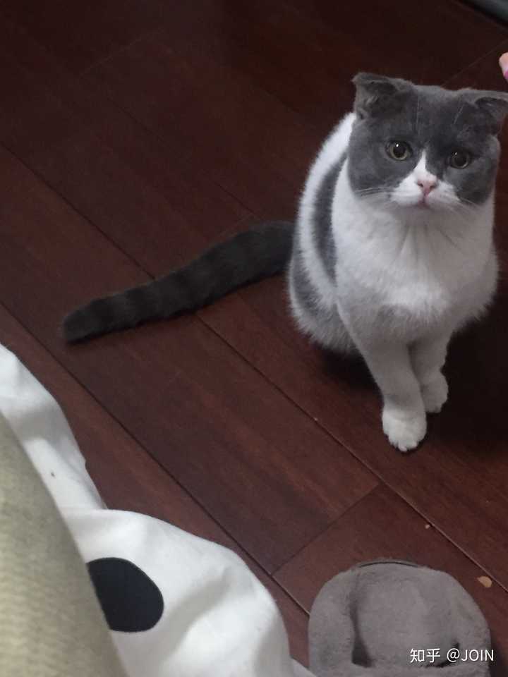 蓝猫的颜值可以有多高?