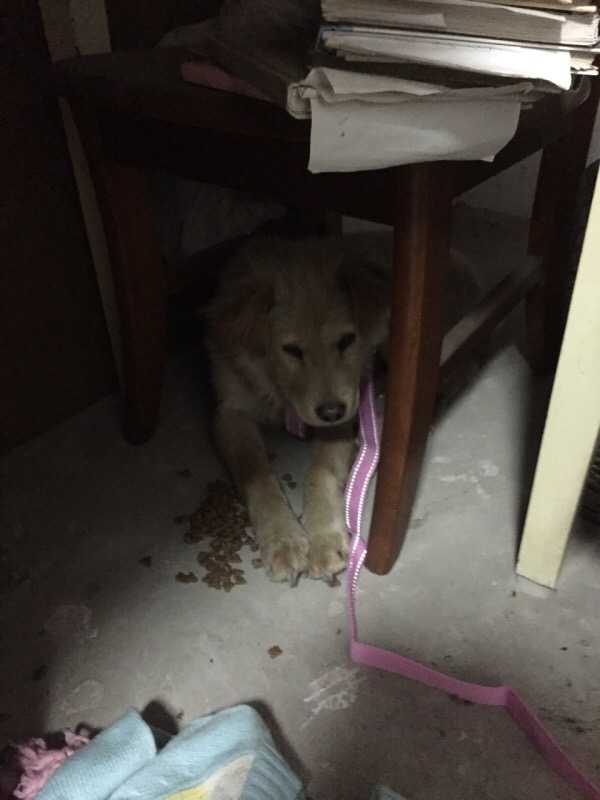 你什么时候被狗的智商震惊了 慧何的回答 知乎 你什么时候被狗的智商震惊了 慧何的回答 知乎