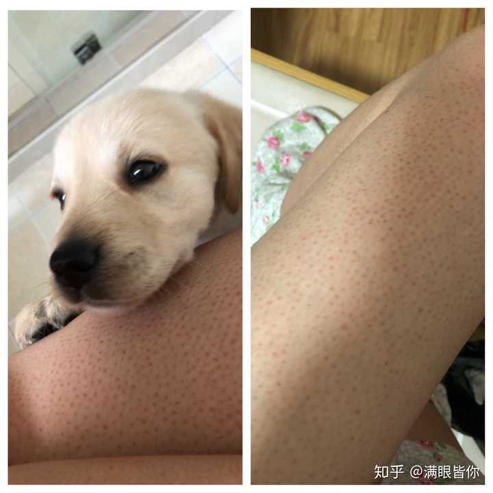 冬天鸡皮肤痒吗(冬天鸡皮肤痒怎么回事)