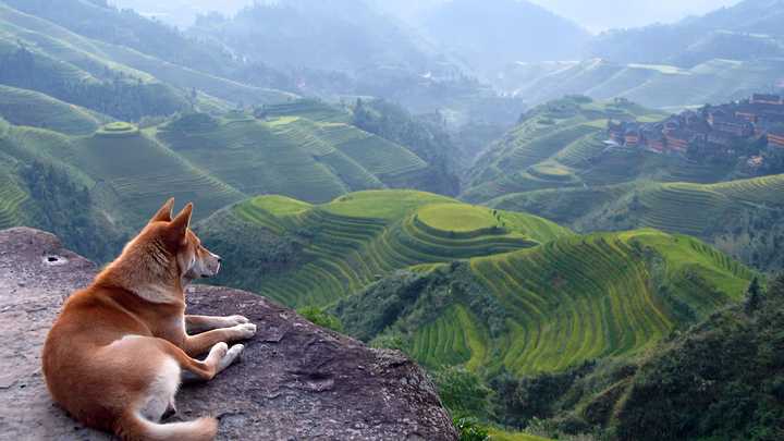 柴犬电脑桌面壁纸高清 日本柴犬桌面壁纸图片 电脑桌面壁纸图片