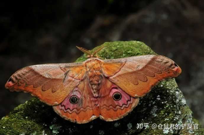 金色的飞蛾是什么蛾 房间里金色的飞蛾 枯叶蛾图片高清大图