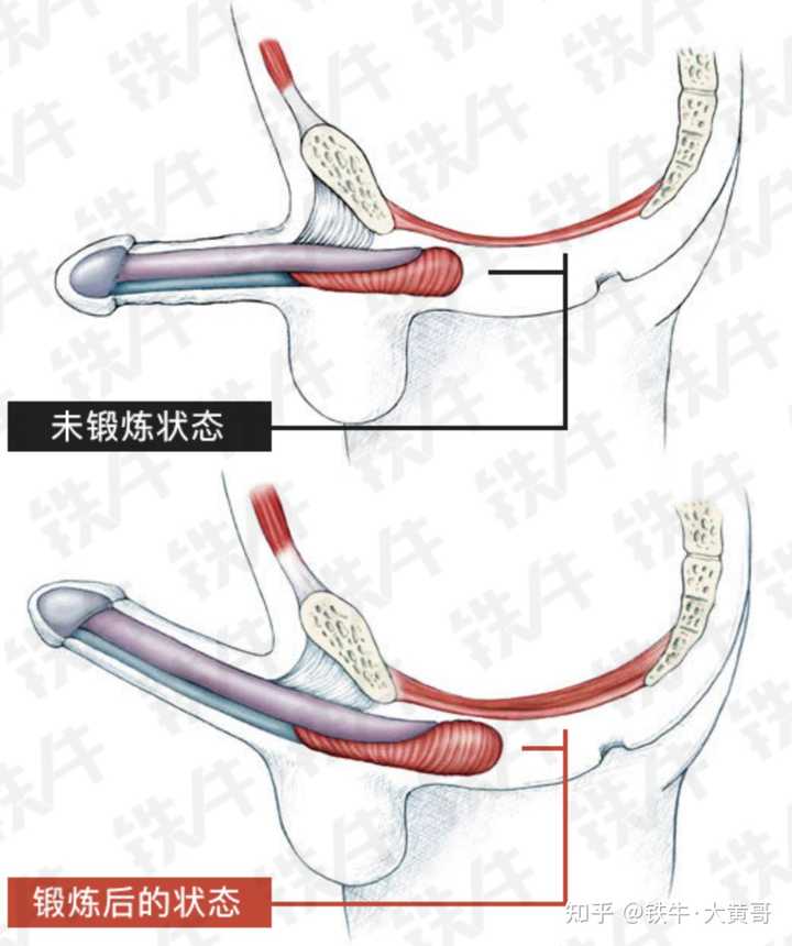 阳痿早泄，治不好么？