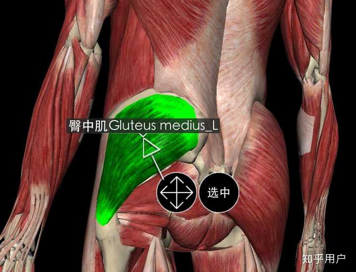 臀大肌十字法图片