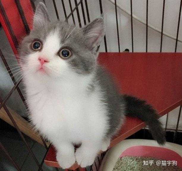 美短 美国短毛猫 和英短 英国短毛猫 有什么区别 知乎 美短 美国短毛猫 和英短 英国短毛猫 有什么区别 知乎