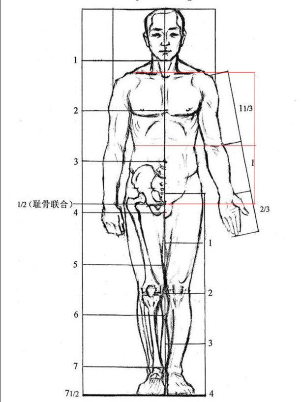 7.5头身比例图片