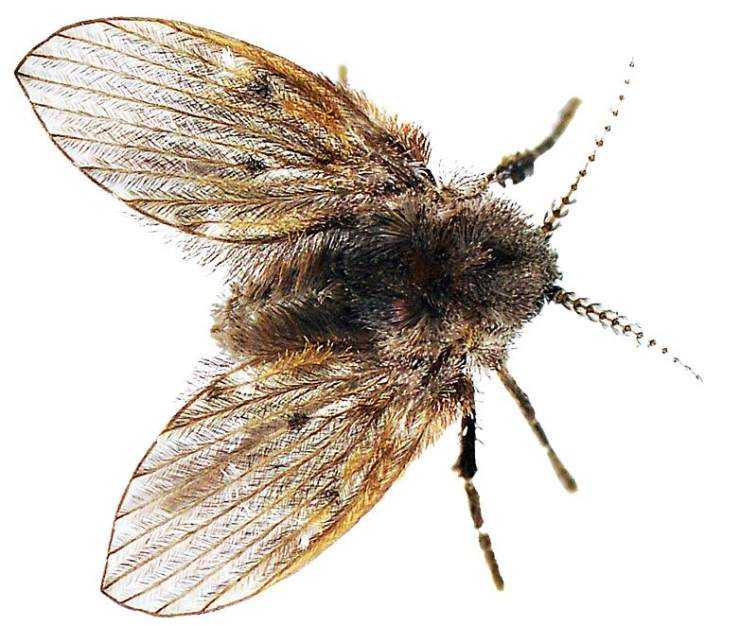 名:psychodidae)属双翅目长角亚目,又称蛾蚋科,毛蠓科,俗称蛾蝇,蝶蝇