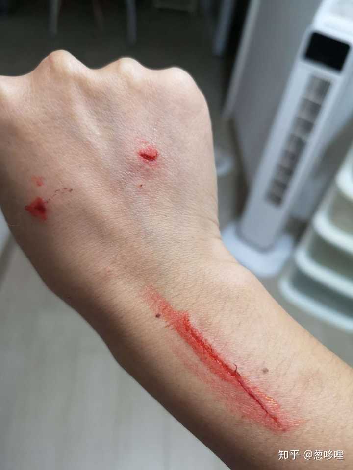 猫为什么会无缘故突然伤人?