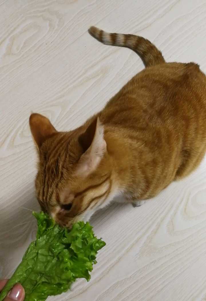 猫知道人在睡觉吗 知乎 猫知道人在睡觉吗 知乎