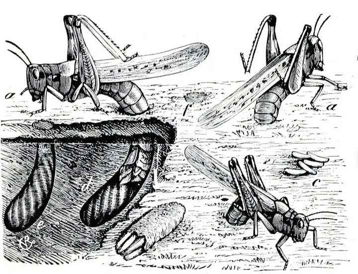 灰蝗虫漫画图片