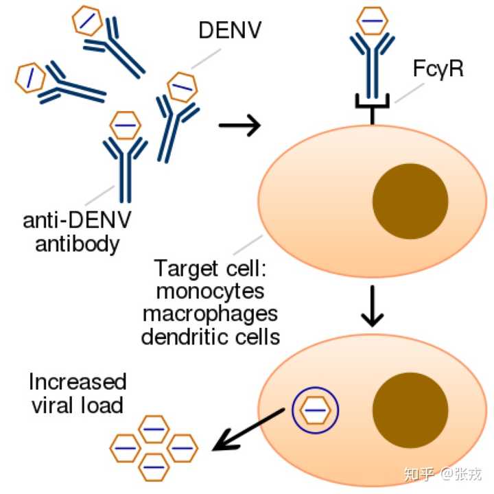 什么是ade效应？