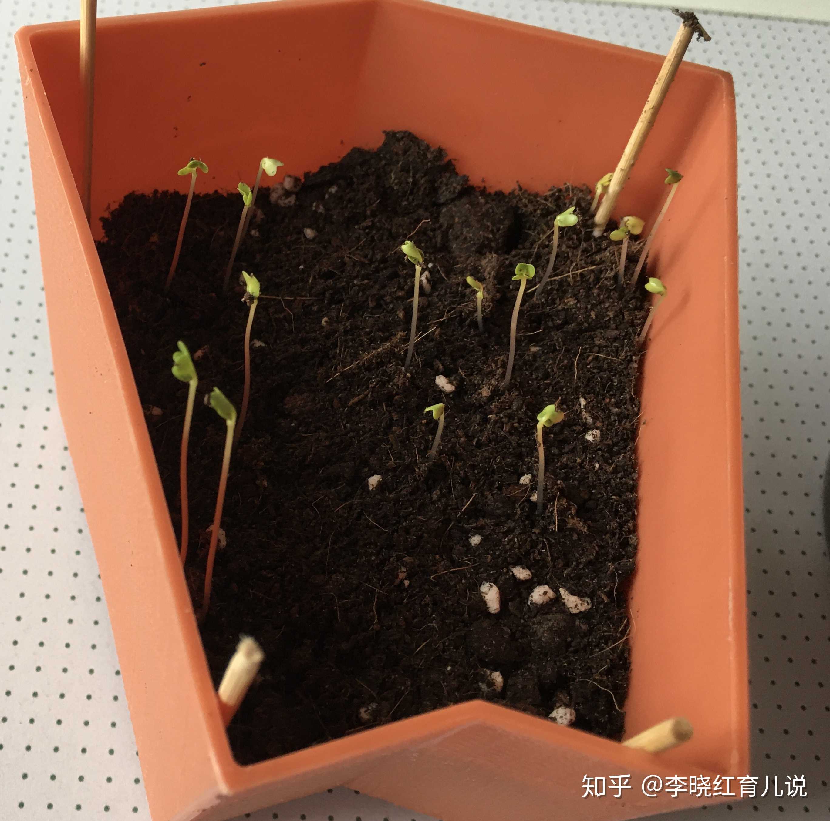 李晓红育儿说 的想法: 第四天,茄子和菜心的种子发芽了 