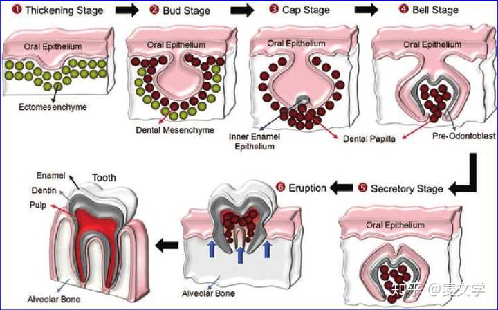 牙的发育是连续,复杂的生物学过程,包括了牙的发生,组织形成和萌出