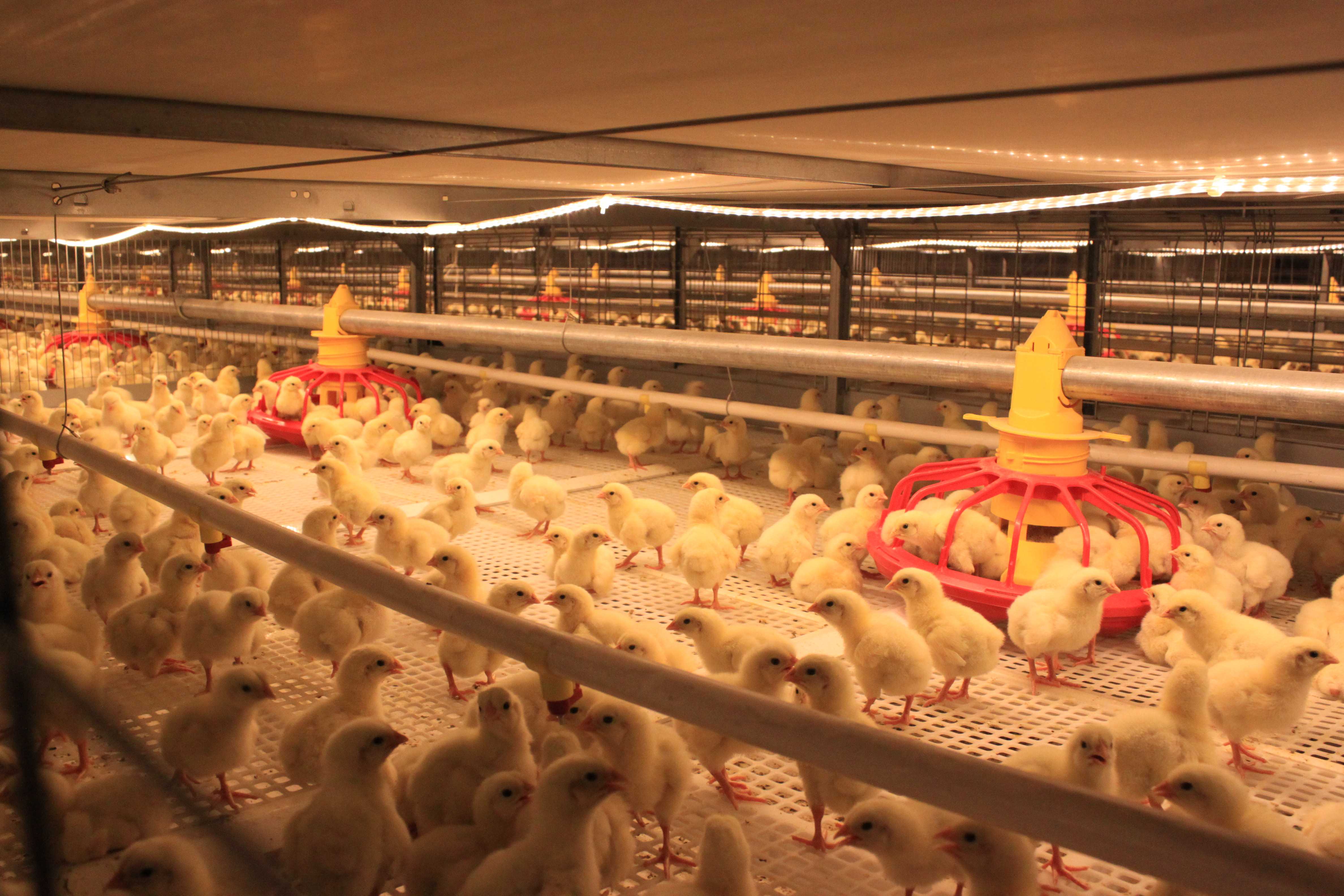 自动化肉鸡笼养设备 大规模,自动化鸡舍包括:自动喂料,自动清粪,自动