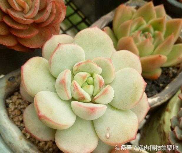 多肉植物应该怎么浇水 知乎 多肉植物应该怎么浇水 知乎