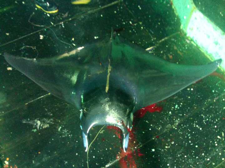 蝠贲,兼捕鱼类,无经济价值,会被丢弃.