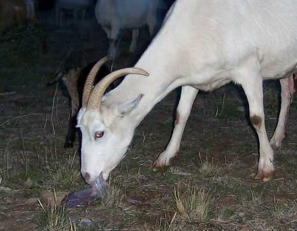 食草動物會吃肉嗎?