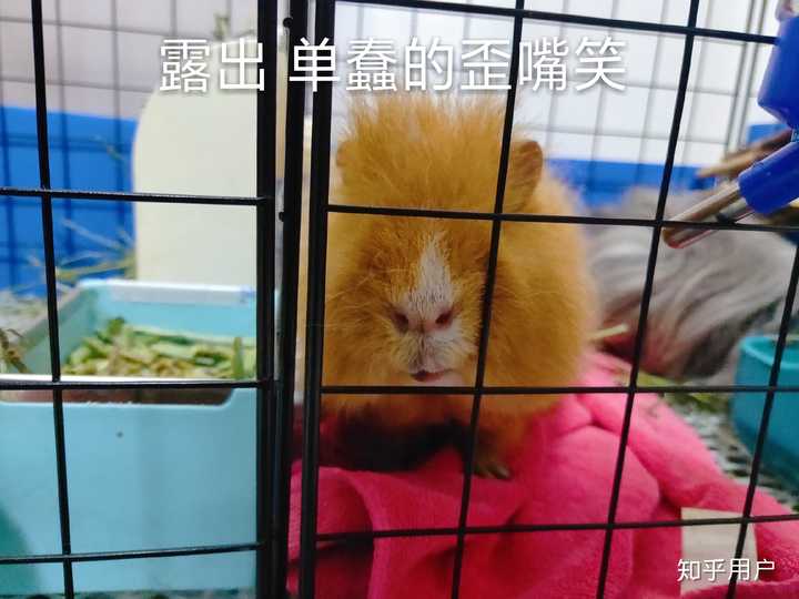 为什么荷兰猪总是断牙 怎么才能让荷兰猪不咬笼子 知乎