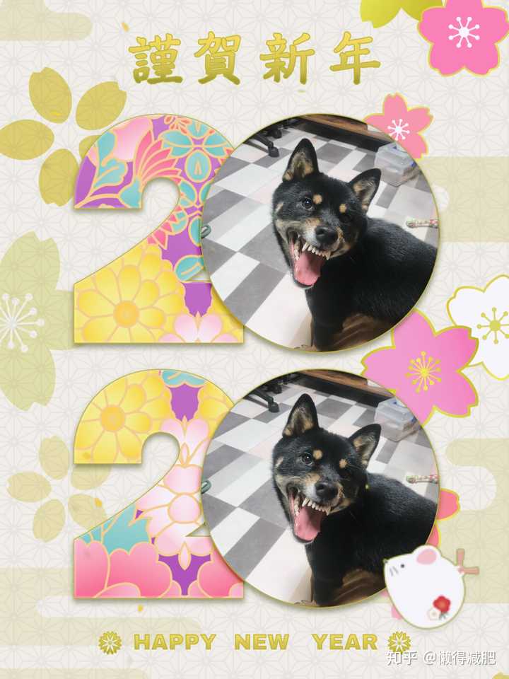 柴犬有多可爱 知乎