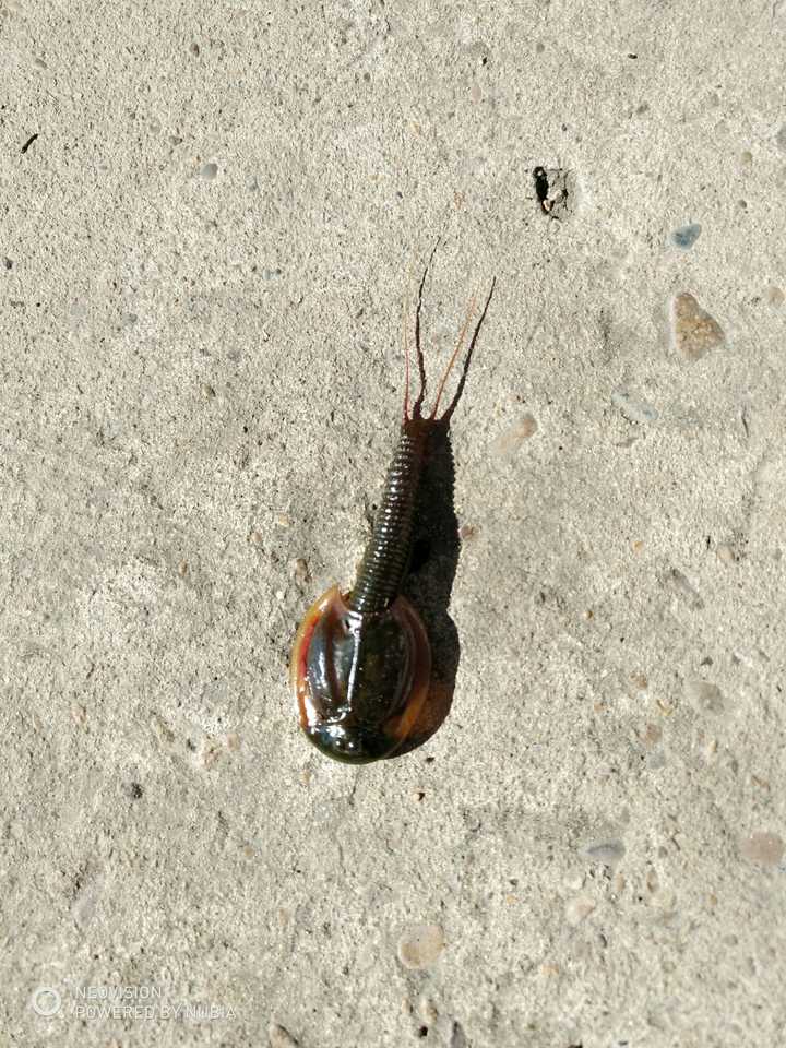 在小水沟里发现的?