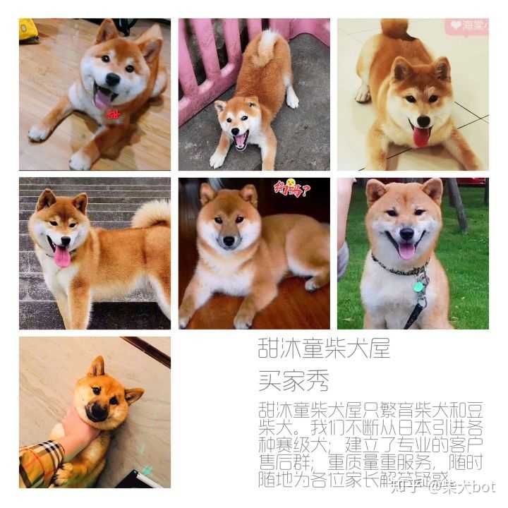 养一只柴犬的成本大概要花多少钱