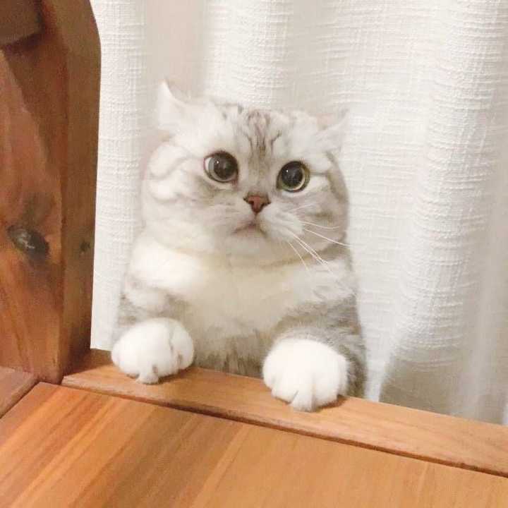 求图来了 有没有敲可爱的猫咪头像?