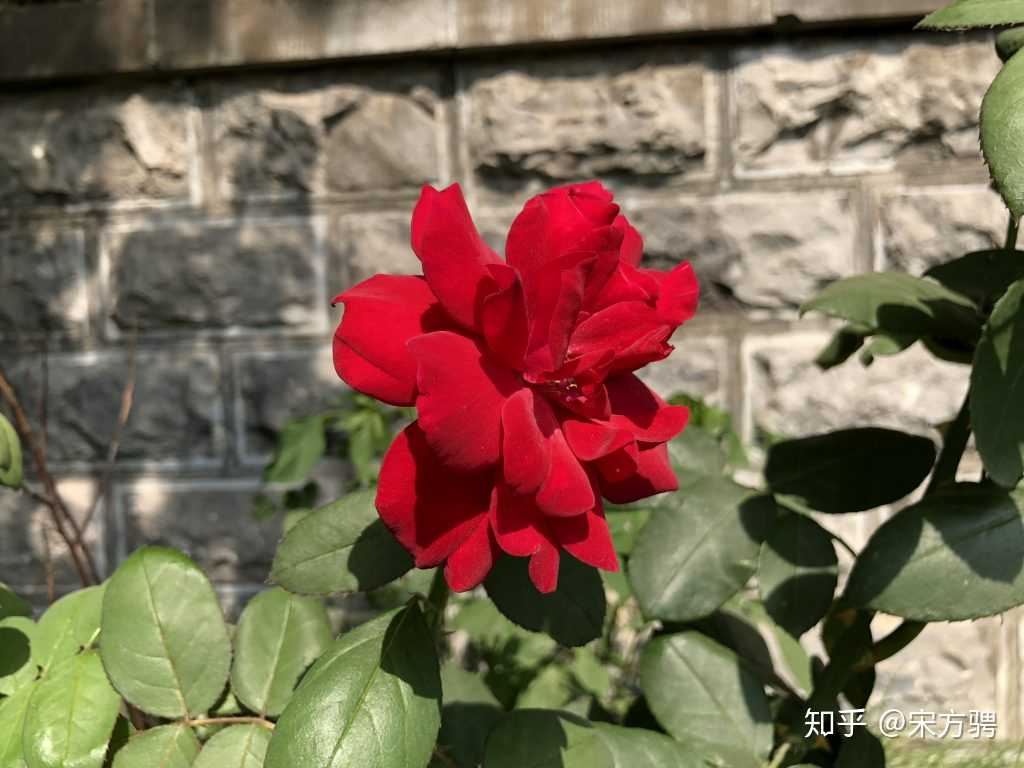 如何评价黑鲨游戏手机?