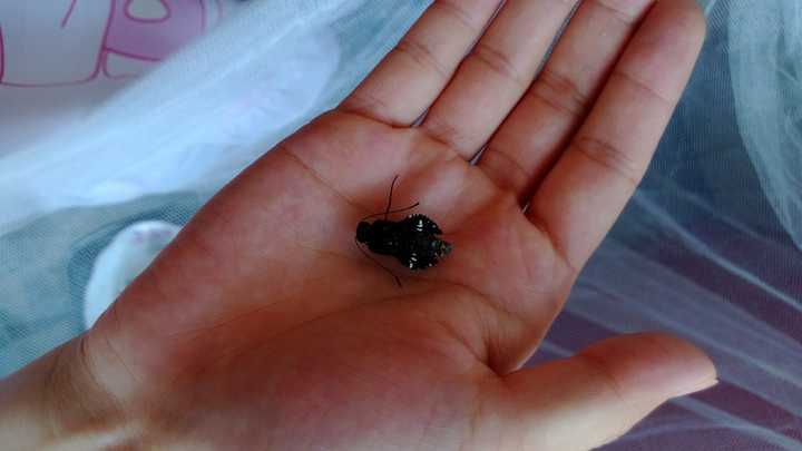 养蝴蝶是怎样的体验 腿长116 的回答 知乎 养蝴蝶是怎样的体验 腿长116 的回答 知乎
