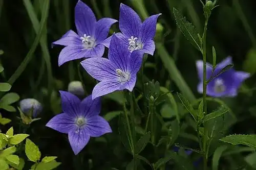 常见的花的花语是什么 知乎