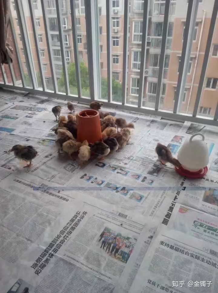 家住楼房面积不大,孩子爸爸要买个可以孵出小鸡的鸡蛋,然后带娃养小鸡