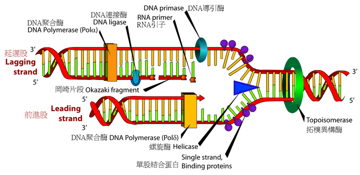 为什么dna是螺旋状 为什么dna是双螺旋结构 所有dna都是双螺旋结构吗