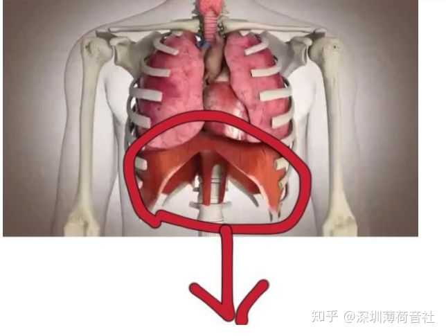 人体横膈膜的位置图图片
