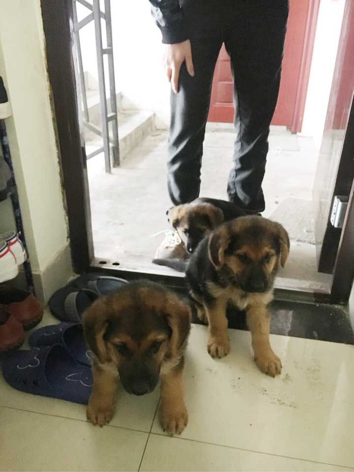 德牧和金毛养哪个好 知乎