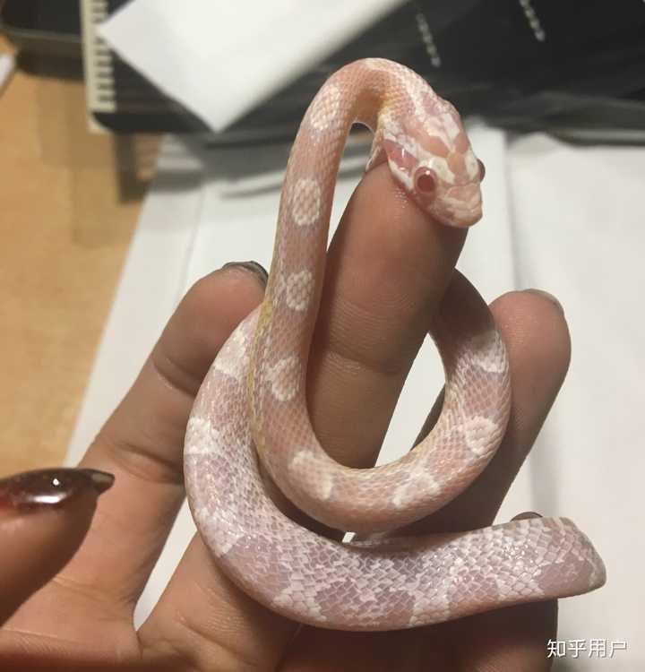 养宠物蛇是一种怎样的体验,有什么有趣的事情呢?